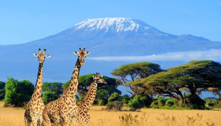 Full Day Amboseli Game Drives