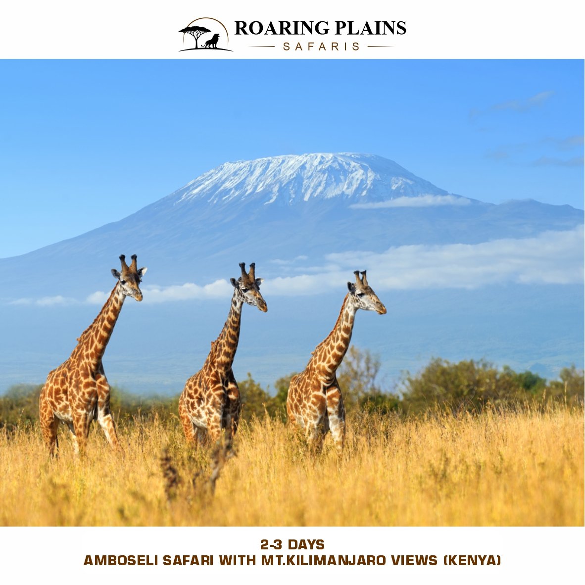 2-3 Days Amboseli Safari with Mt. Kilimanjaro Views (Kenya)